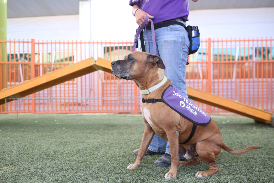 Louie, an eight-year-old mix breed available for adoption, works on manner exercises with Nicol ...