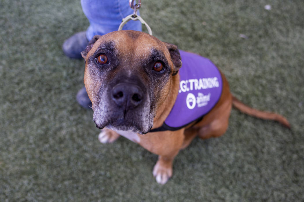 Louie, an eight-year-old mix breed available for adoption, works on manner exercises with Nicol ...