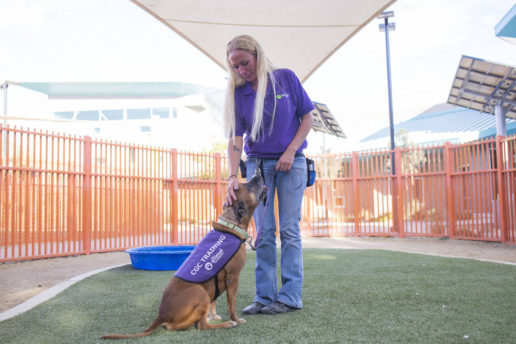 Nicole Fox, an enrichment specialist for the Animal Foundation, trains Louie, an eight-year-old ...