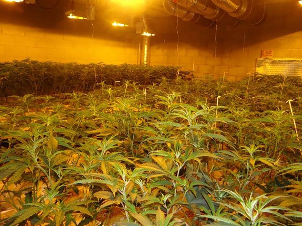 Boulder City police found approximately 800 marijuana plants at various stages of growth. (Boul ...