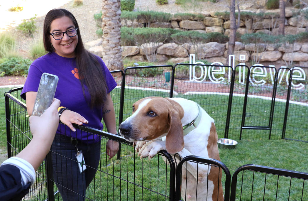 Copper, a Houand mix, poses for a photo at Dignity Health’s San Martin campus in Las Vegas on ...