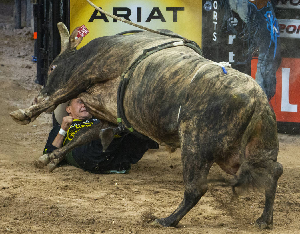 A bullfighter is down and gets the horn of a bull during the third day of the PBR World Finals ...