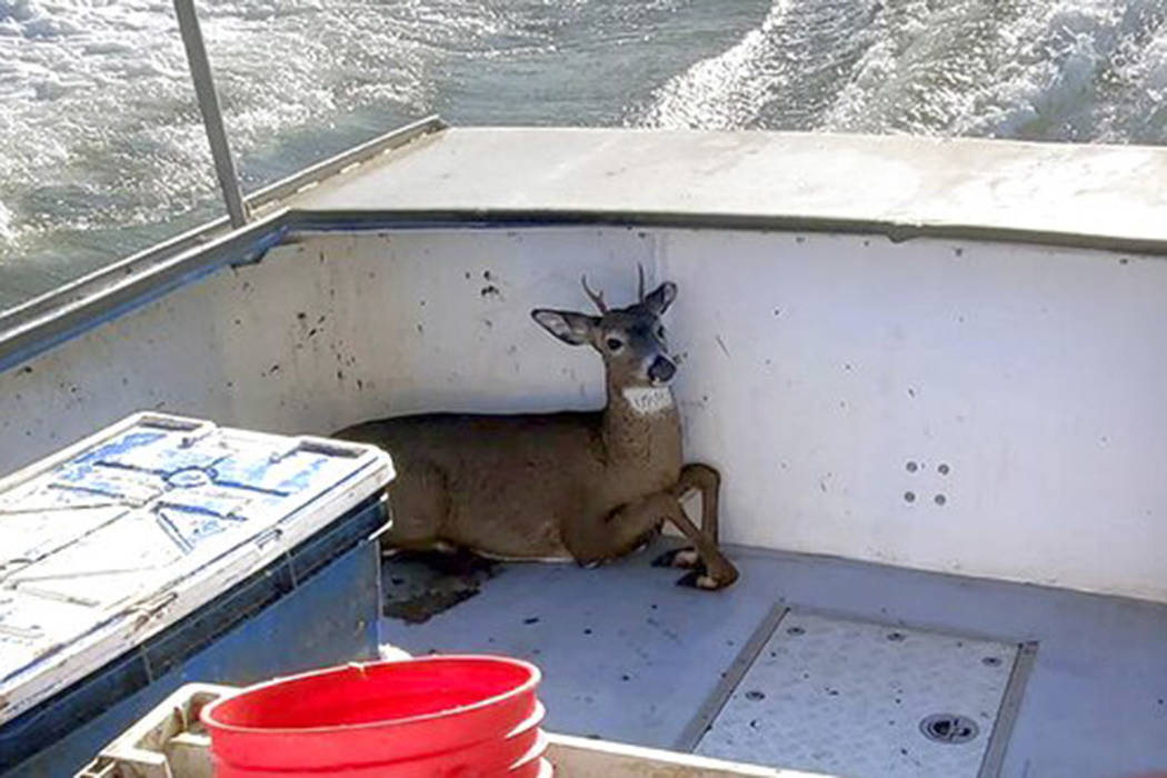 In this Monday, Nov. 4, 2019, photo provided by Jared Thaxter, a deer that was rescued from the ...