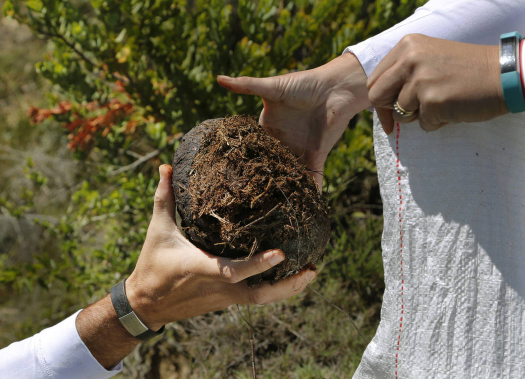 Les Ansley, and his wife Paula, collect fresh elephant dung in the Botlierskop Private Game Res ...