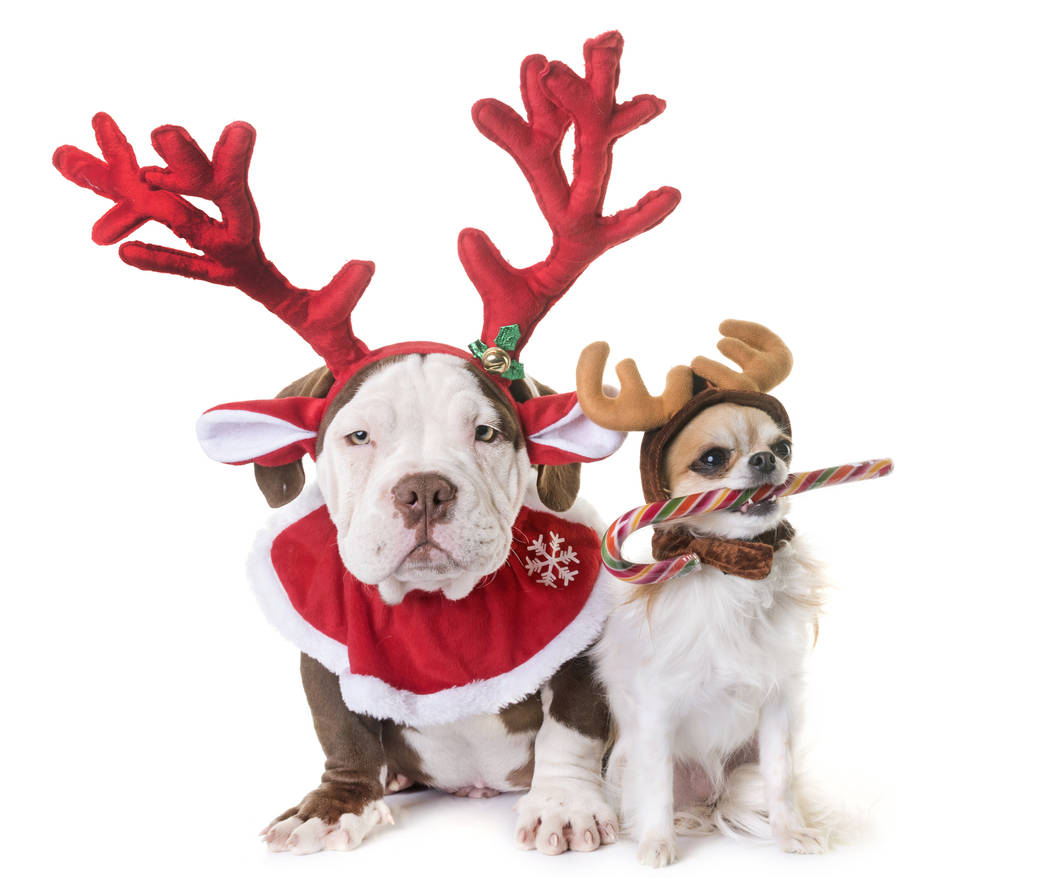 American bully and chihuahua dressed for Christmas. (Getty Images)