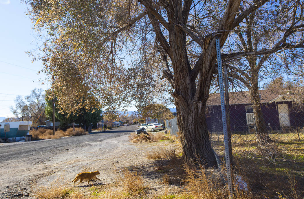 A cat passes by in a residential area of Wendover, Utah, on Wednesday, Nov. 6, 2019. (Chase Ste ...