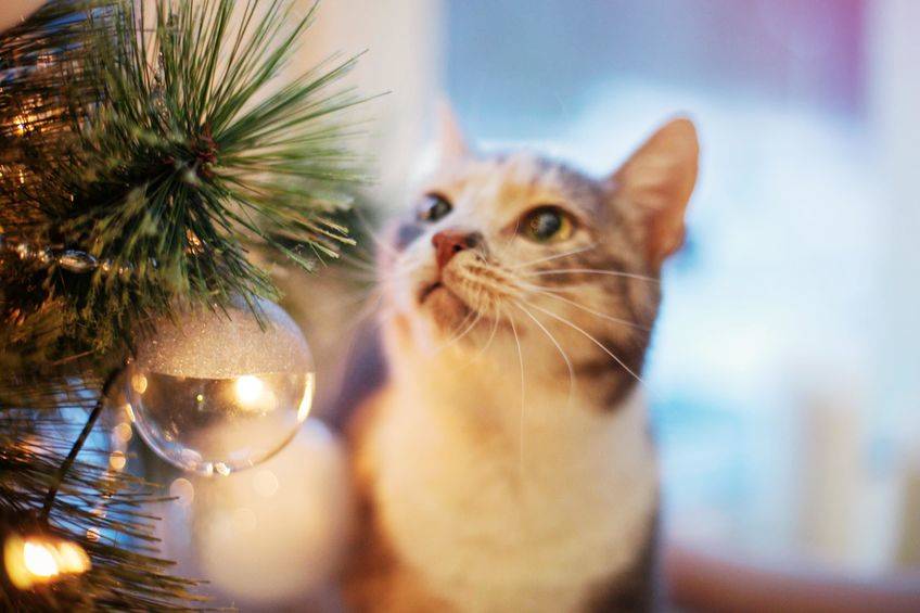 Secure ornaments to tree with twist ties or move decorations up and out of the reach of paws, t ...