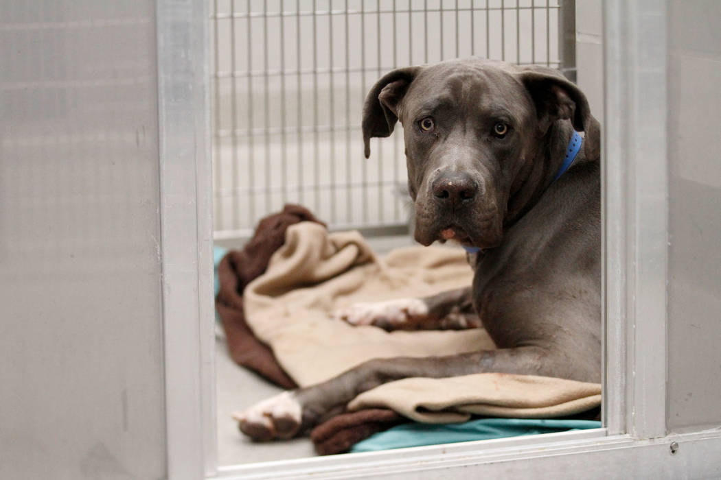 A dog named Dudley is seen at The Animal Foundation in Las Vegas, Tuesday, Nov.19, 2019. Dudley ...