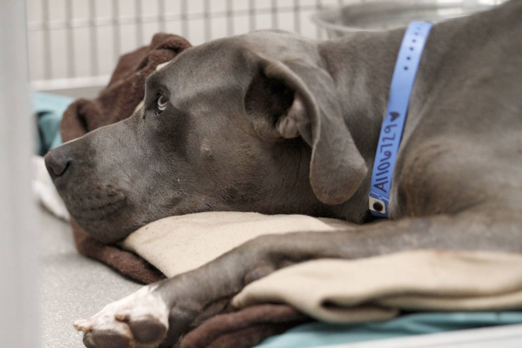 A dog named Dudley is seen at The Animal Foundation in Las Vegas, Tuesday, Nov.19, 2019. Dudley ...