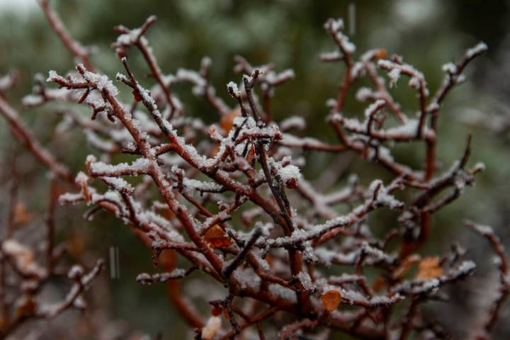 Snow falls on bushes along state Route 158 on Mount Charleston on Wednesday, Nov. 20, 2019. The ...