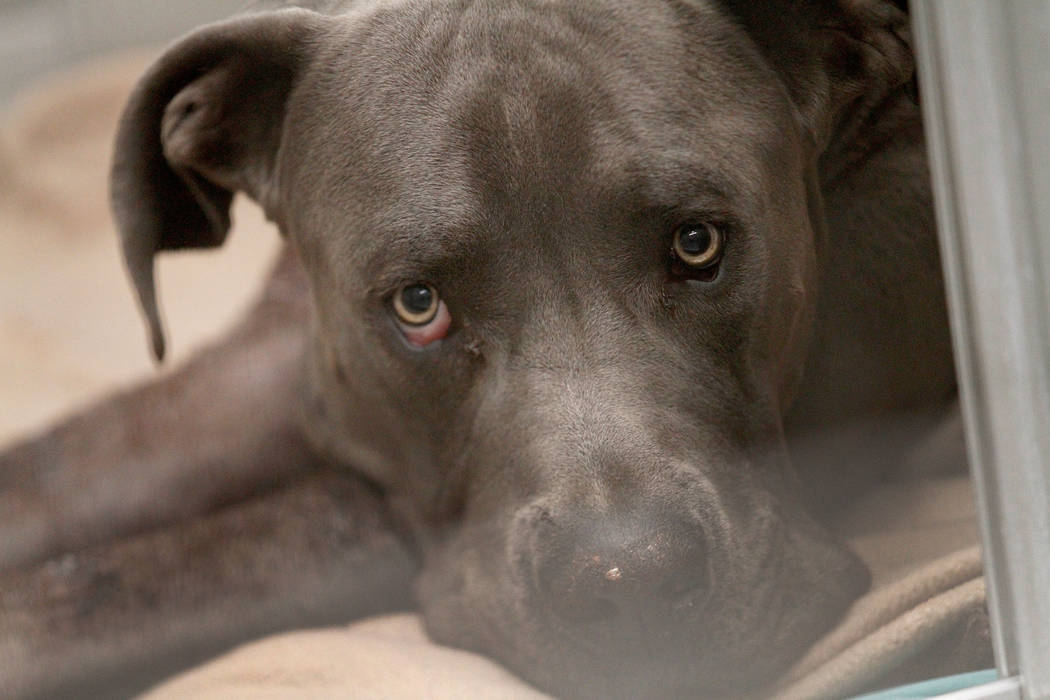 A dog named Dudley is seen at The Animal Foundation in Las Vegas, Tuesday, Nov.19, 2019. Dudley ...