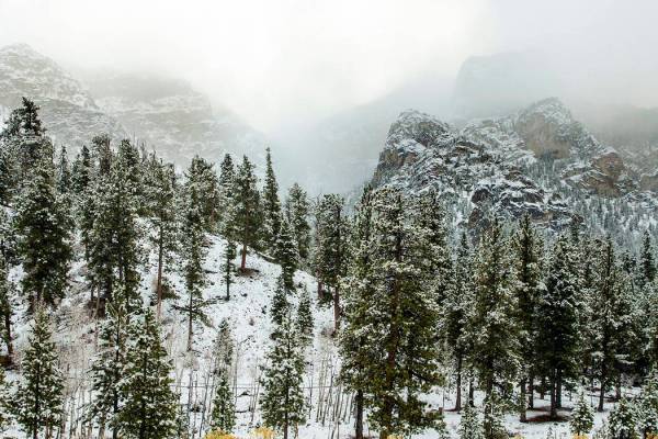 Snow begins to dust the trees in Lee Canyon at Mt. Charleston on Wednesday, Nov. 20, 2019. (L.E ...