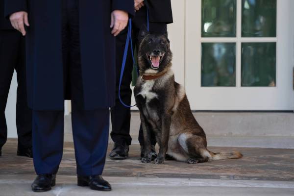 President Donald Trump stands with Conan, the U.S. Army dog that participated in the raid that ...