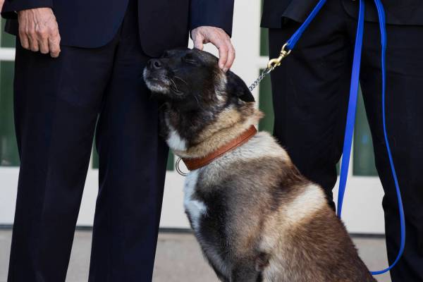 Vice President Mike Pence pets Conan, the U.S. Army dog that participated in the raid that kill ...
