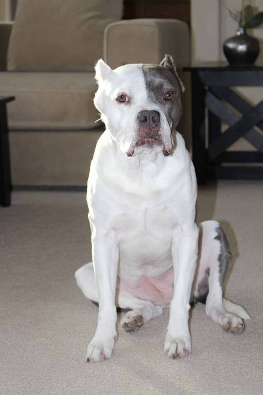 Patches found a home as part of The Animal Foundation's holiday foster program. (Stacey Smith)