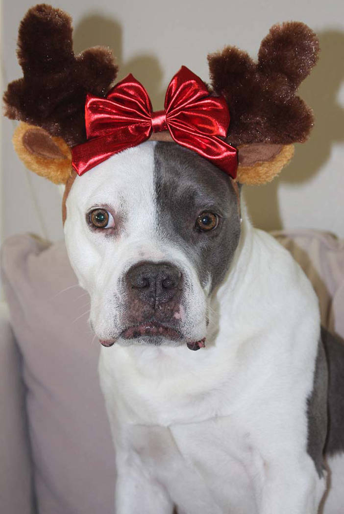 Patches found a home as part of The Animal Foundation's holiday foster program. (Stacey Smith)