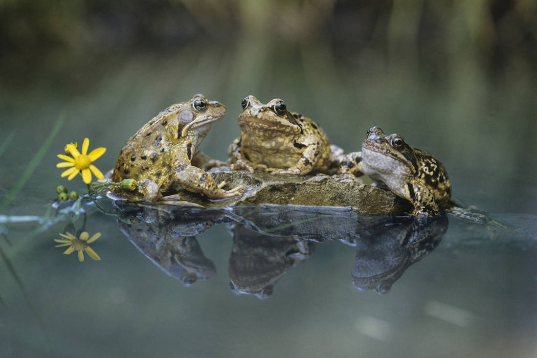 Frogs Sitting on Rock