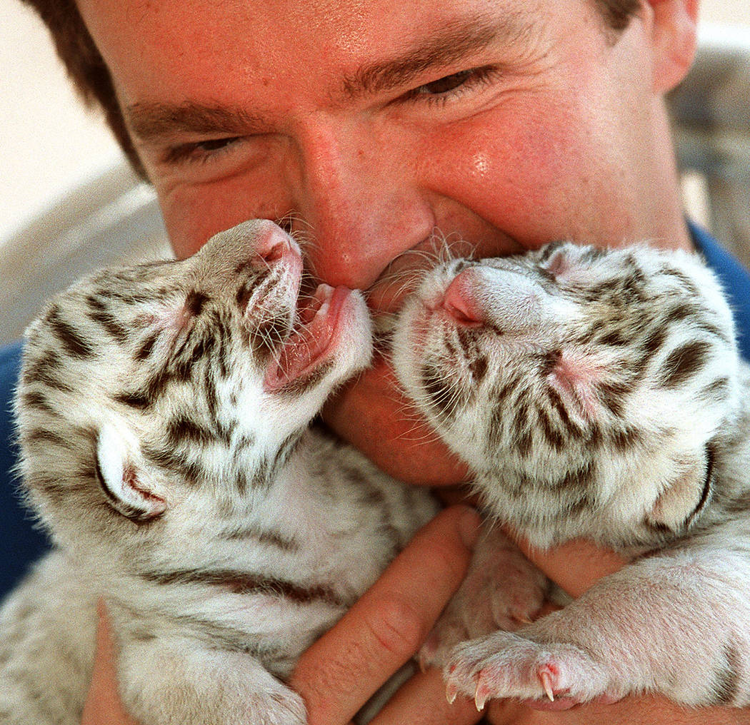 Magician Dirk Arthur snuggles two newborn white tigers at his home in this April 24, 1998 file ...