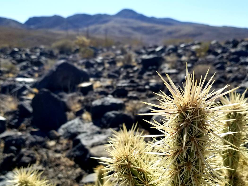 Fire and spikes: ancient volcanic rock and cholla cactus are two sure finds along the 8-mile Mc ...