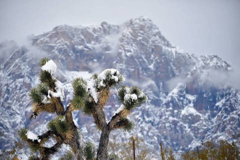 Snow covers a Joshua Tree at Red Rock Canyon National Conservation Area on Thursday, Feb. 21, 2 ...