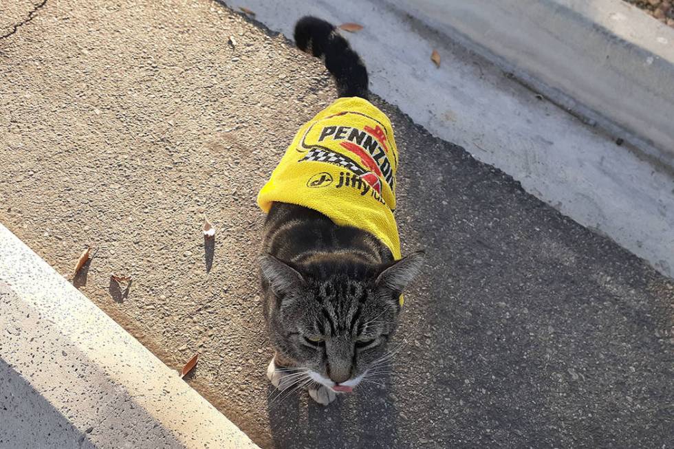 RJ the RJ Cat sports his poncho Thursday, Dec. 12, 2019, in Las Vegas. (Tony Garcia/Las Vegas R ...