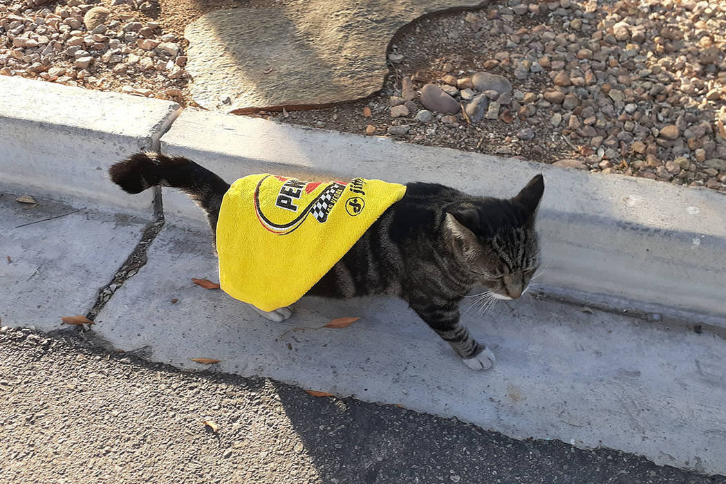 RJ the RJ Cat sports his poncho Thursday, Dec. 12, 2019, in Las Vegas. (Tony Garcia/Las Vegas R ...