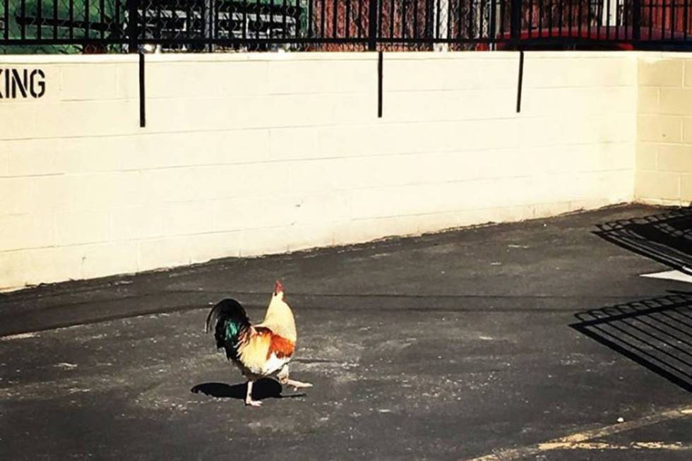 A chicken makes its way through the parking lot at KSNV-TV in Las Vegas. (George Romero)