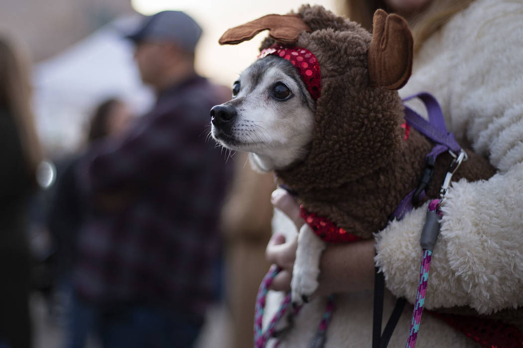 Sally Romero of Henderson holds her 15-year-old dog Lolita at Henderson's annual WinterFest on ...