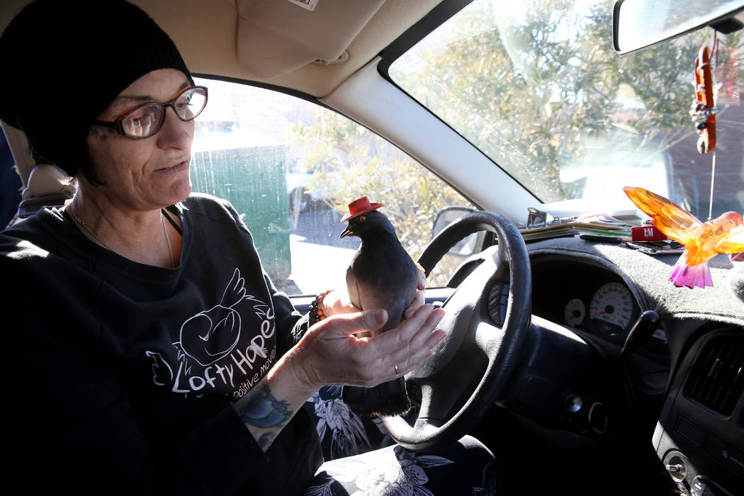 Mariah Hillman of Lofty Hopes rescue holds "Cluck Norris" after wrangling the cowboy- ...