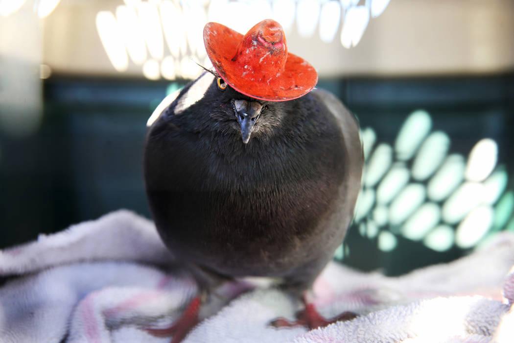 "Cluck Norris" the cowboy-hatted pigeon after being wrangled at a condominium complex ...