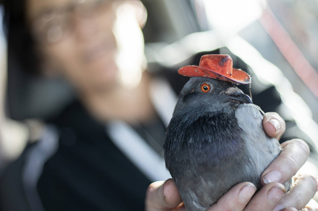 Mariah Hillman of Lofty Hopes pigeon rescue holds "Billie the Pidge" on Tuesday, Dec. ...