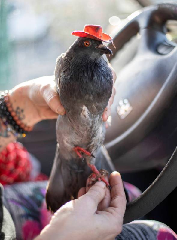 Mariah Hillman of Lofty Hopes pigeon rescue holds "Billie the Pidge" on Tuesday, Dec. ...