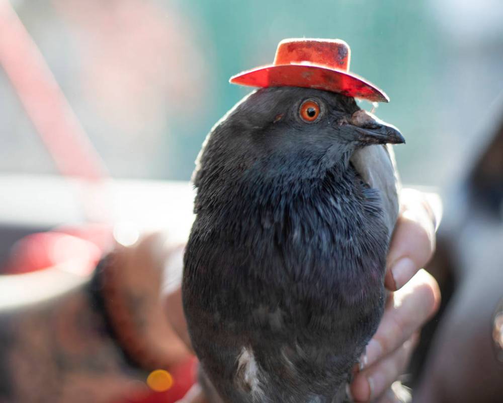 Mariah Hillman of Lofty Hopes pigeon rescue holds "Billie the Pidge" on Tuesday, Dec. ...