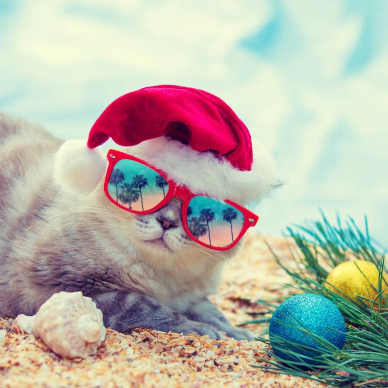 The holiday season is becoming more pet focused as the millennial generation, the primary pet-o ...