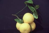 All citrus trees are subtropical. Cold temperatures can wreak havoc on these trees in our much ...