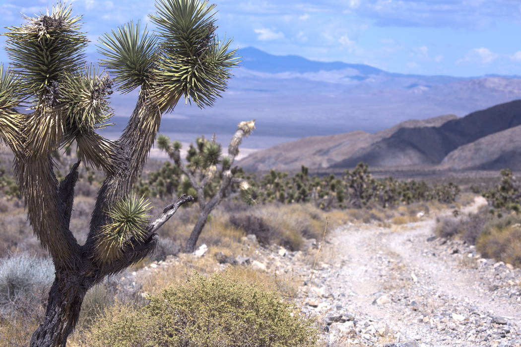 The Corn Creek Road looking north at Sheep Pass in the Desert National Wildlife Refuge is seen, ...