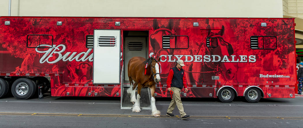 Andrew Lacrosse leads out another horse from a trailer as the world-famous Budweiser Clydesdale ...