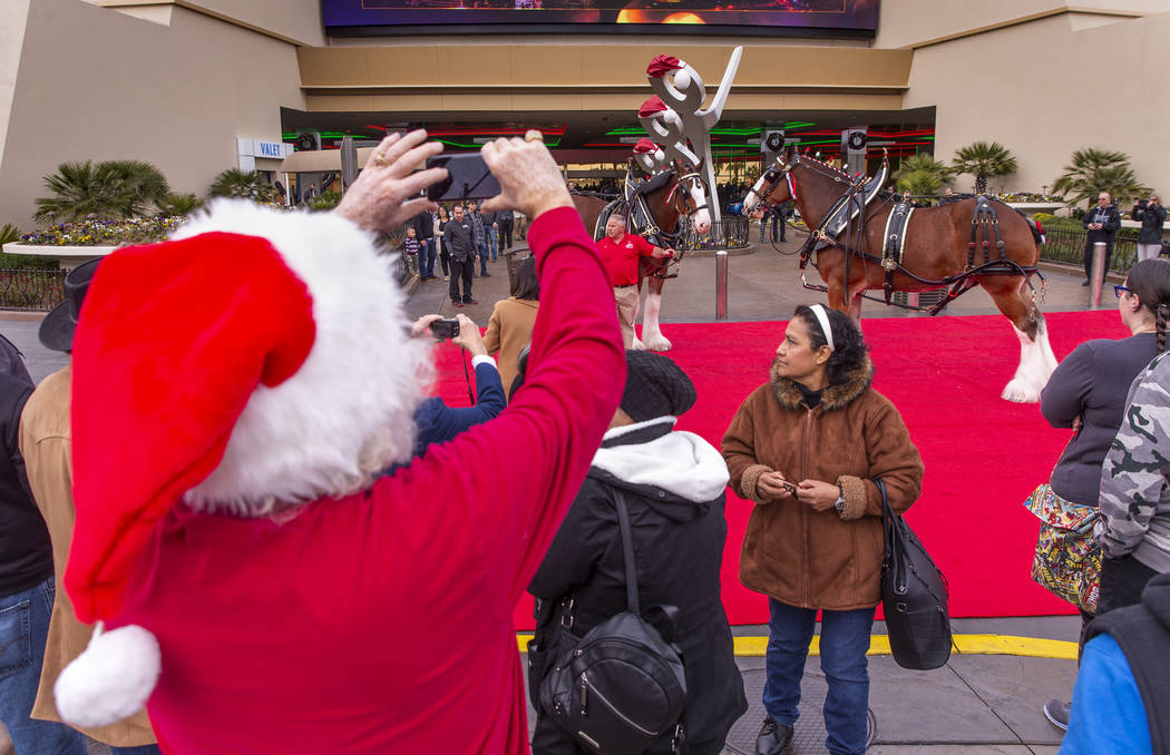 The world-famous Budweiser Clydesdales make an appearance at The Strat to the delight of many a ...