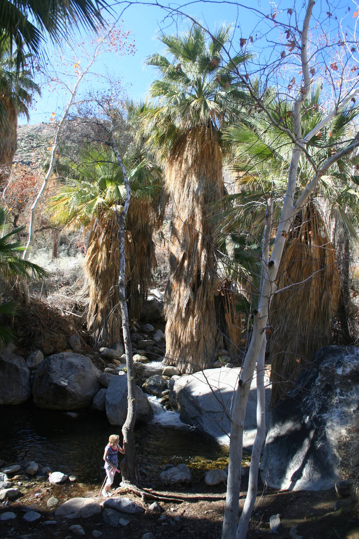 Hikers can take one of the many spur trails in Andreas Canyon to access Andreas Creek. (Deborah ...