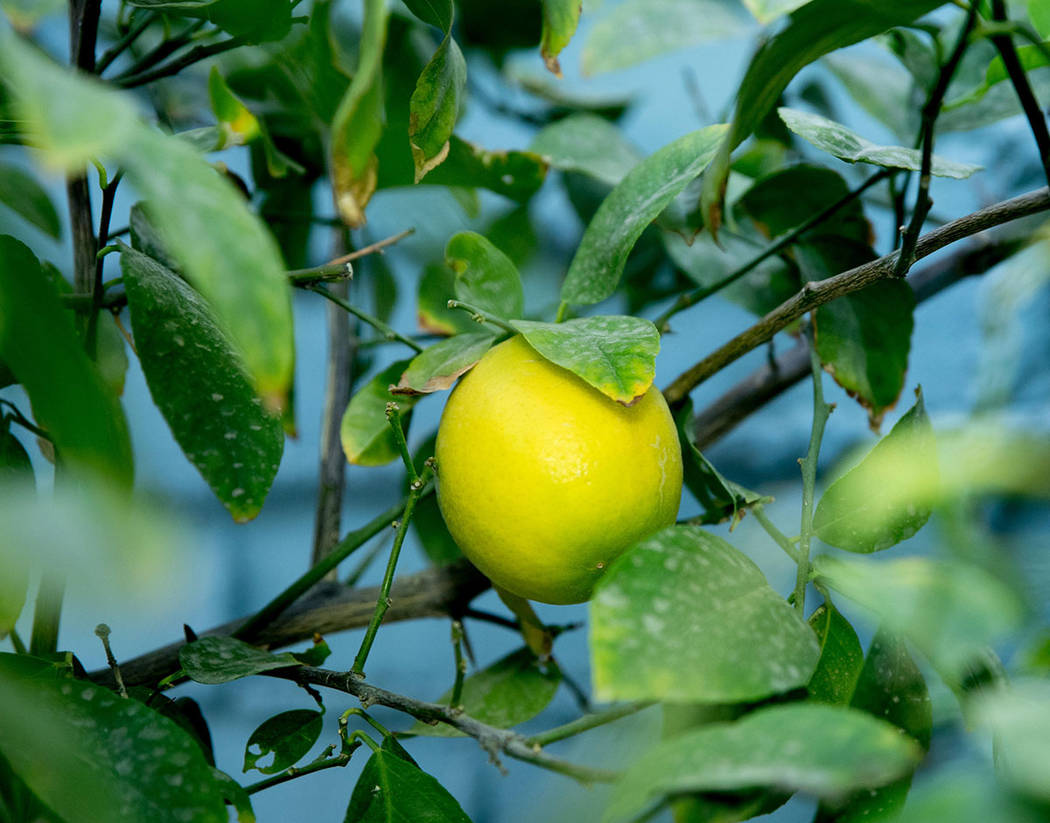 The beloved lemon tree planted by the original homeowner was saved during the remodel. (Tonya ...