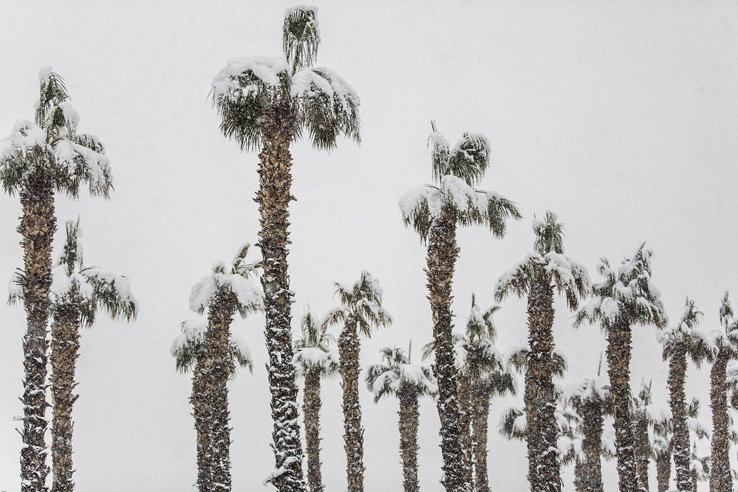 Palm trees are blanketed in snow near the Summerlin Parkway eastbound on Thursday, Feb. 21, 201 ...