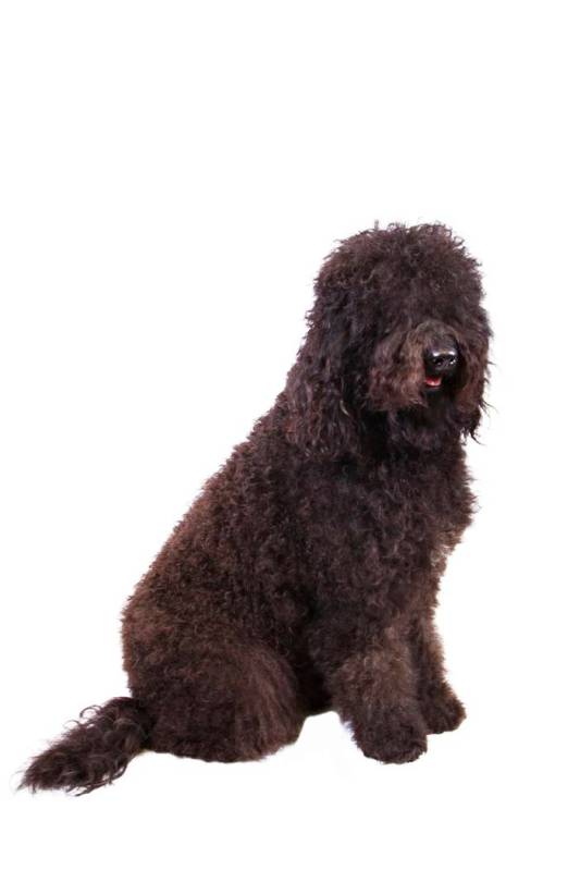 In this Dec. 13, 2013 photo provided by the Westminster Kennel Club is a barbet. The sociable F ...