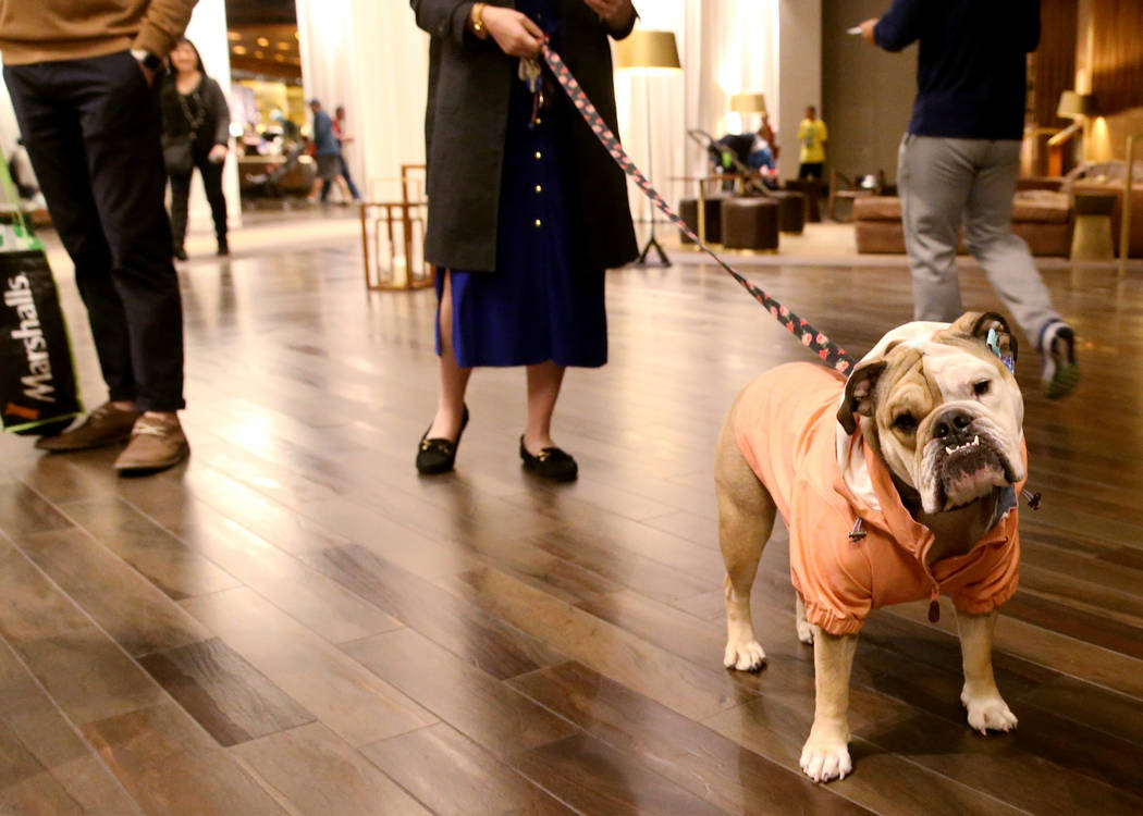 Bailey with her owner Ashley Farkas, an MGM Resorts International employee, in the lobby of Del ...