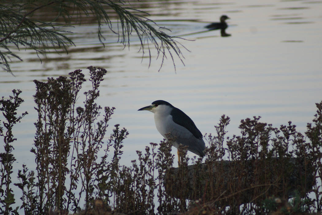 Black-crowned night herons, like this one at Cornerstone Park, are among Southern Nevada's wint ...