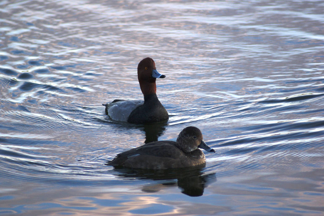 A male and female redhead swim at Cornerstone Park. (Natalie Burt)