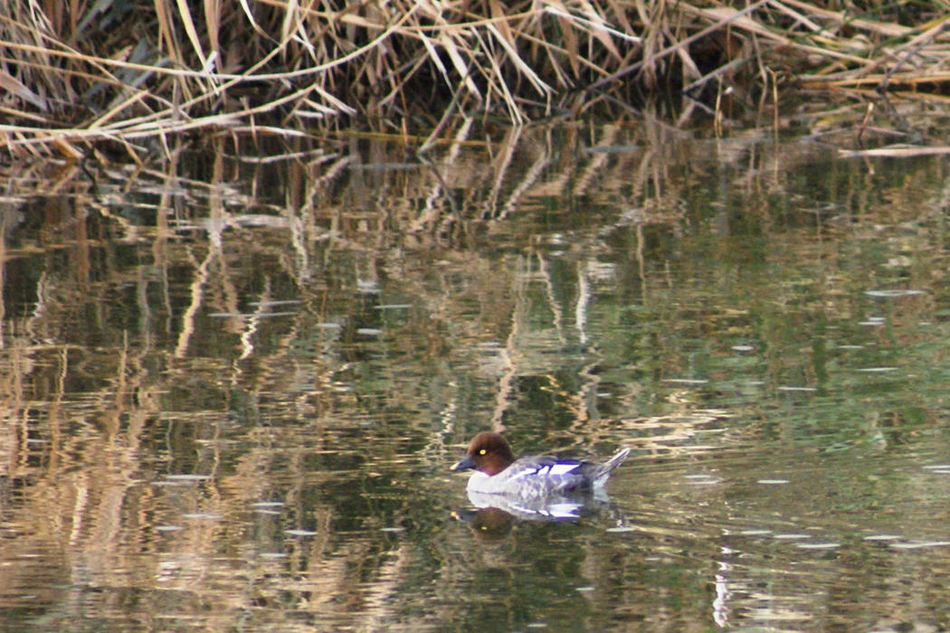 A common goldeneye spotted in late December along the Las Vegas Wash between Wells Trailhead an ...