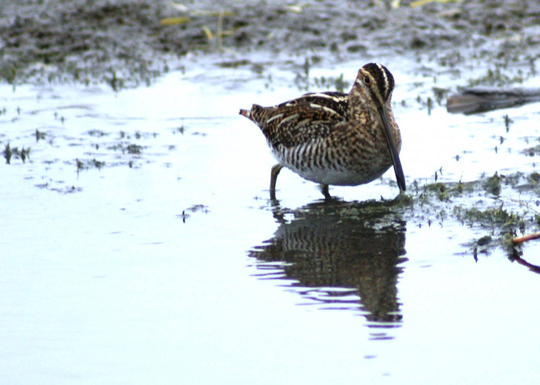 One of two Wilson's snipes spotted in early January at Clark County Wetlands Park. (Kyle Burt)