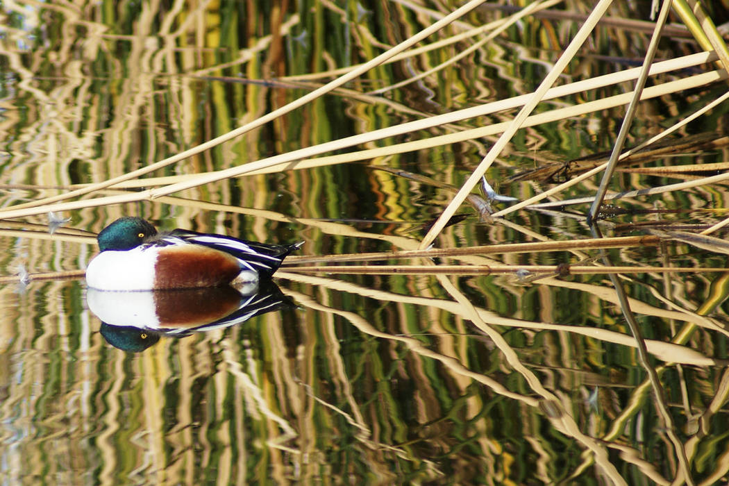 A northern shoveler is reflected on a pond in early January at the Henderson Bird Viewing Prese ...