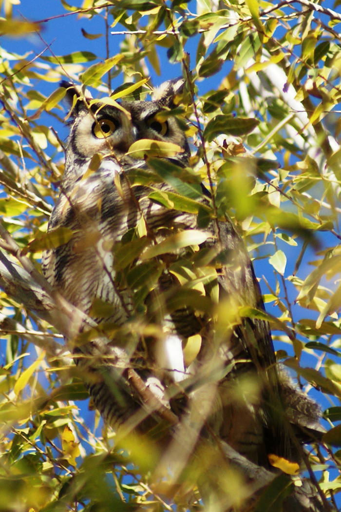 A great horned owl is perched in the tall trees of the Wetlands Nature Preserve. Normally a day ...