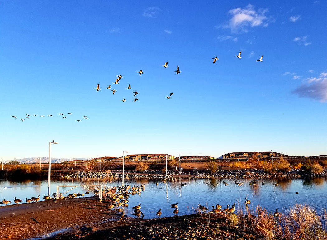 Dozens of Canada geese spend the early mornings preparing to take flight from Cornerstone Park. ...